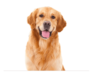 Fair view sandwith whitehaven cumbria ca28 9uf. Pet Hotel Search Find The Best Dog Cat Boarding Near You