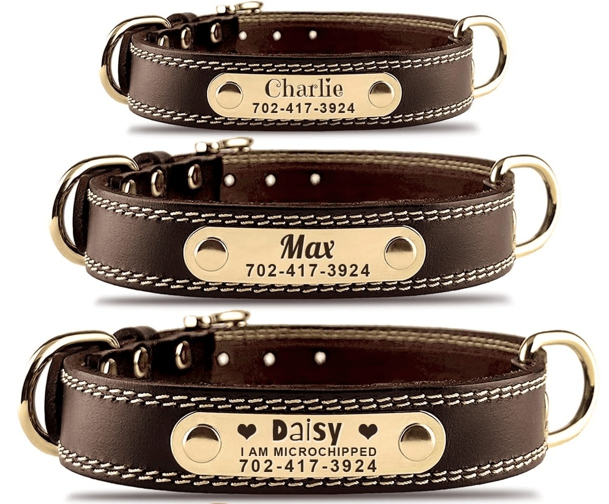 Stylish Dog Collars