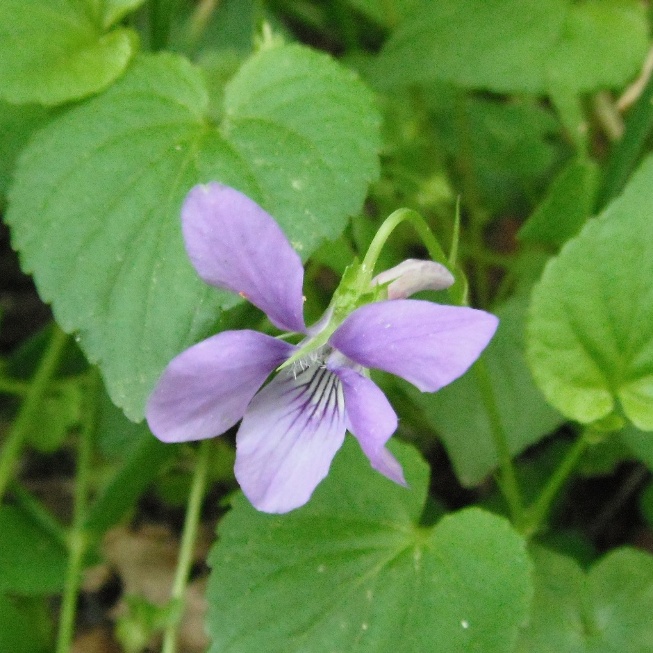 La violette : riche en mucilage, ses feuilles donneront de la consistance aux potages, sa fleur cristallisée enrichira les desserts. Les herboristes la conseillaient pour calmer la toux. © Francine Batsère