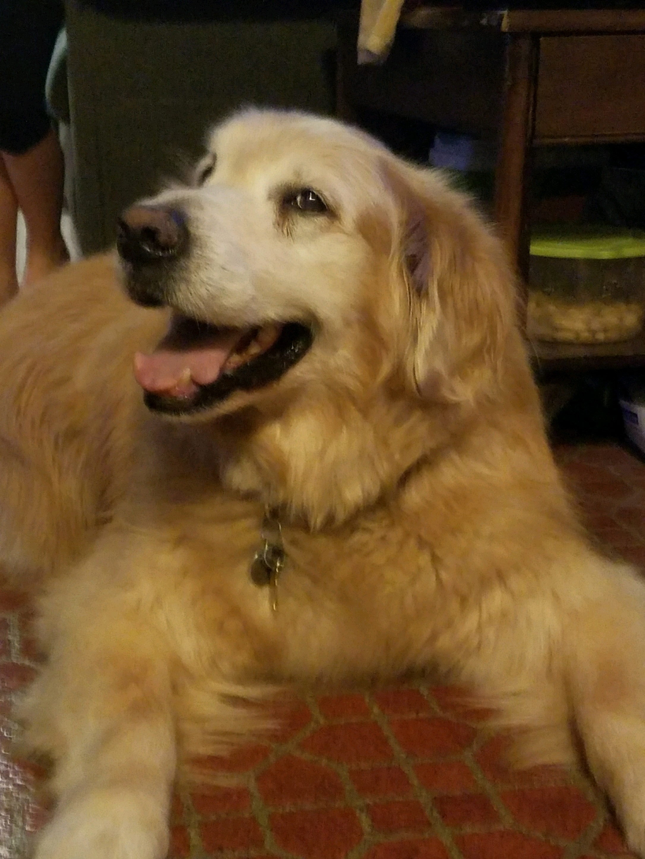 hamilton pet meadow dog