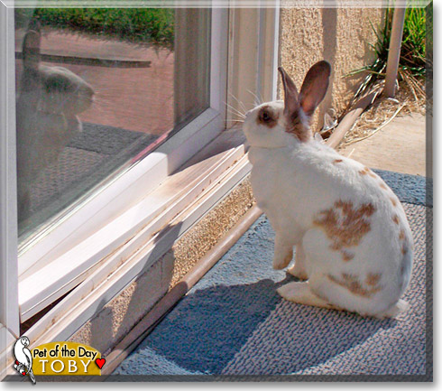 Toby, the Pet of the Day