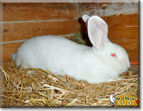 Rudi, the Pet of the Day Rudi, the Pet of the Day