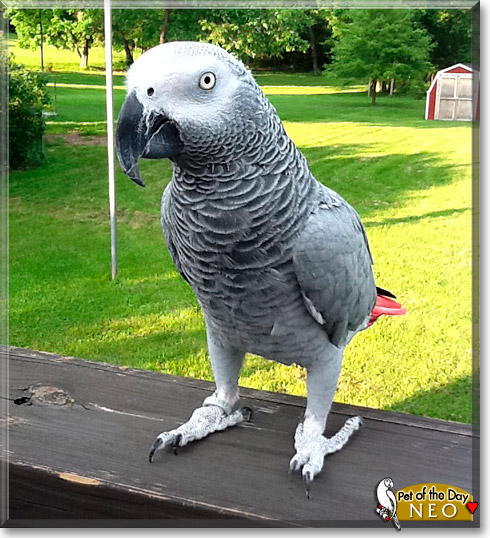 Neo, the Pet of the Day