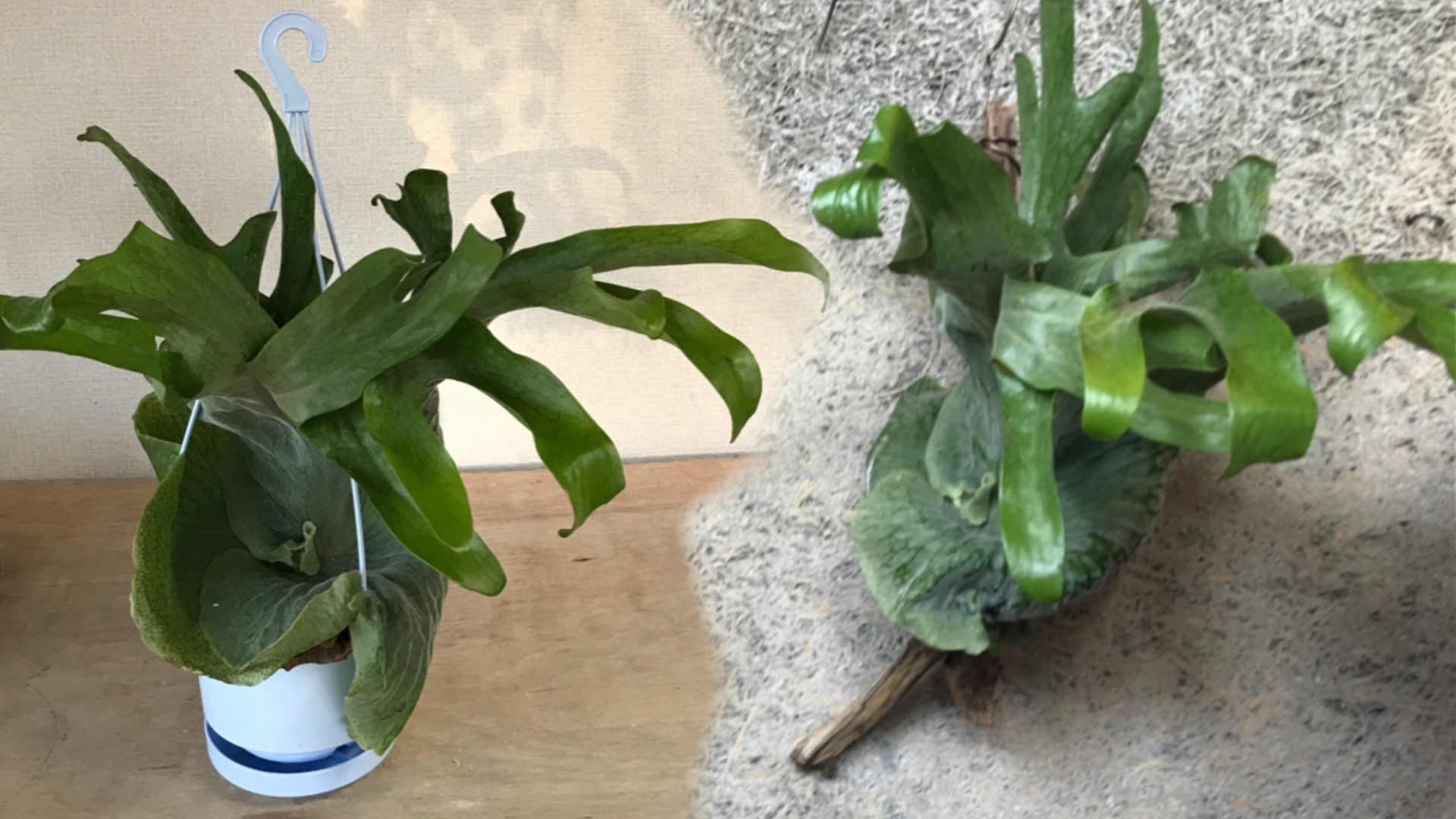 コウモリランを流木に着生させるガーデニングDIY【ビカクシダ