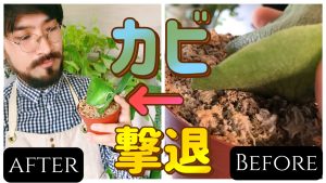 ビカクシダのカビを撃退する方法