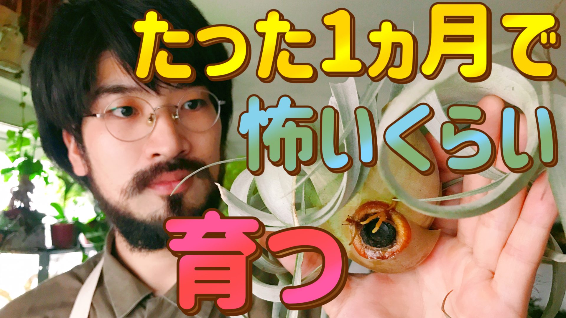 キセログラフィカ３つの巨大化実験