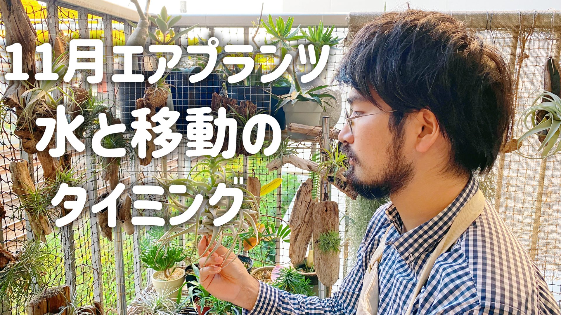 チランジア１１月の管理
