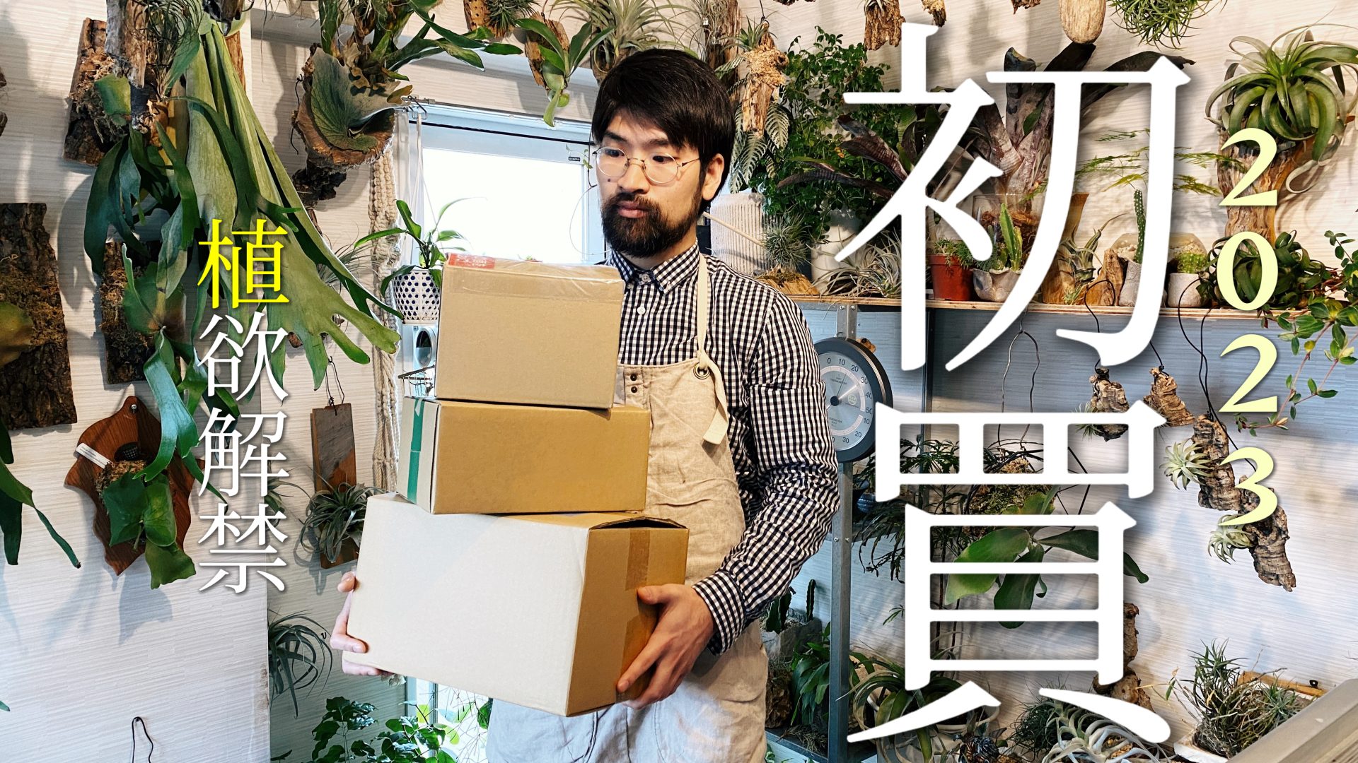 半額以下で購入した珍しい８つのエアプランツの特徴と育て方と賢い