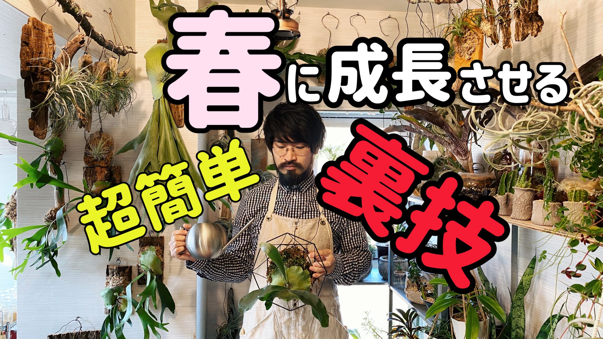 ３月の観葉植物の育て方