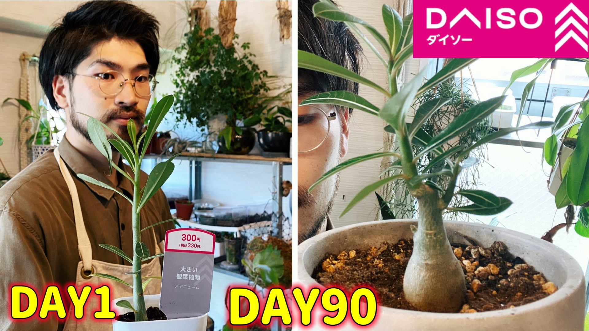 ダイソーの激レア植物アデニウムの育て方・増やし方・太らせ方