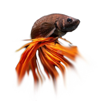 Fishs