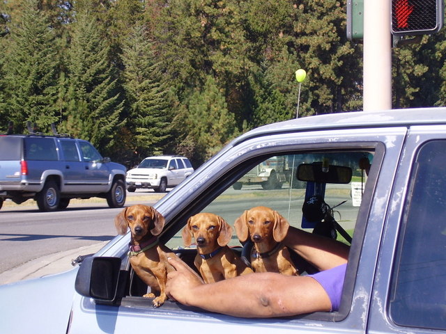 Be responsible and don’t let lap dogs cause driving accidents