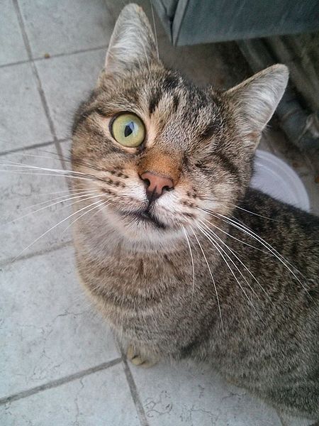 Eye removal may be needed if it is badly injured and causing pain Photo credit: Taken by Cat’s photos, licensed under the Creative Commons Attribution-Share Alike 4.0 International (CC BY-SA 4.0)