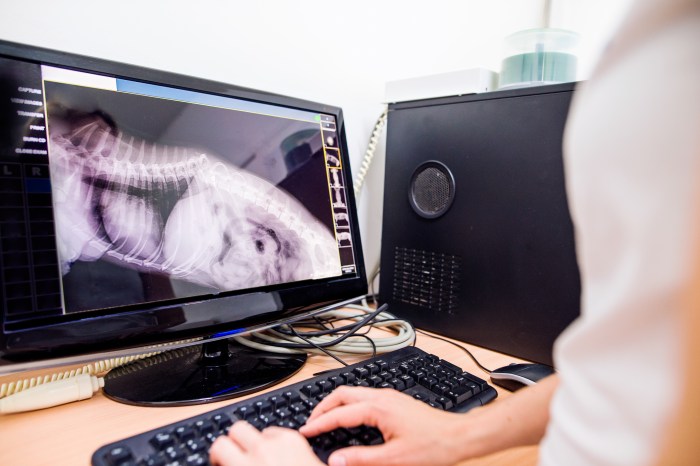 With good veterinary care a surgeon can examine an x-ray and treat an injured shelter animal immediately