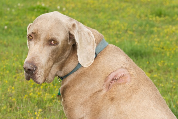 The cut on this dog’s shoulder received attention as soon as it arrived at the animal hospital