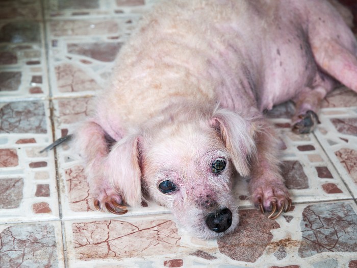 Heartbreaking image of an abandoned senior dog showing signs of extreme neglect
