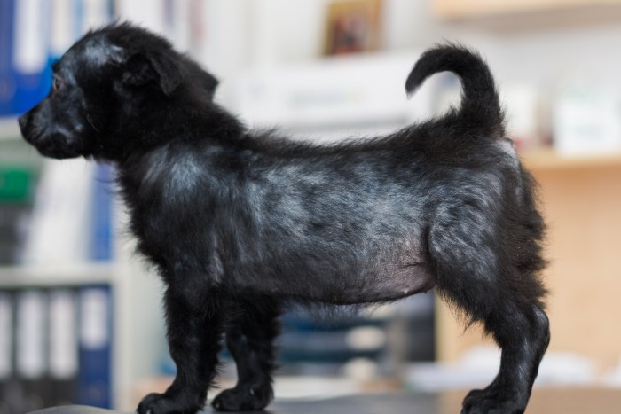 Shelter drop-off suffering from demodectic mange and hair loss will be treated and put up for adoption