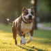 bully mix dog