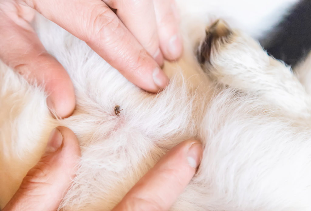 Can dogs catch lice from cats