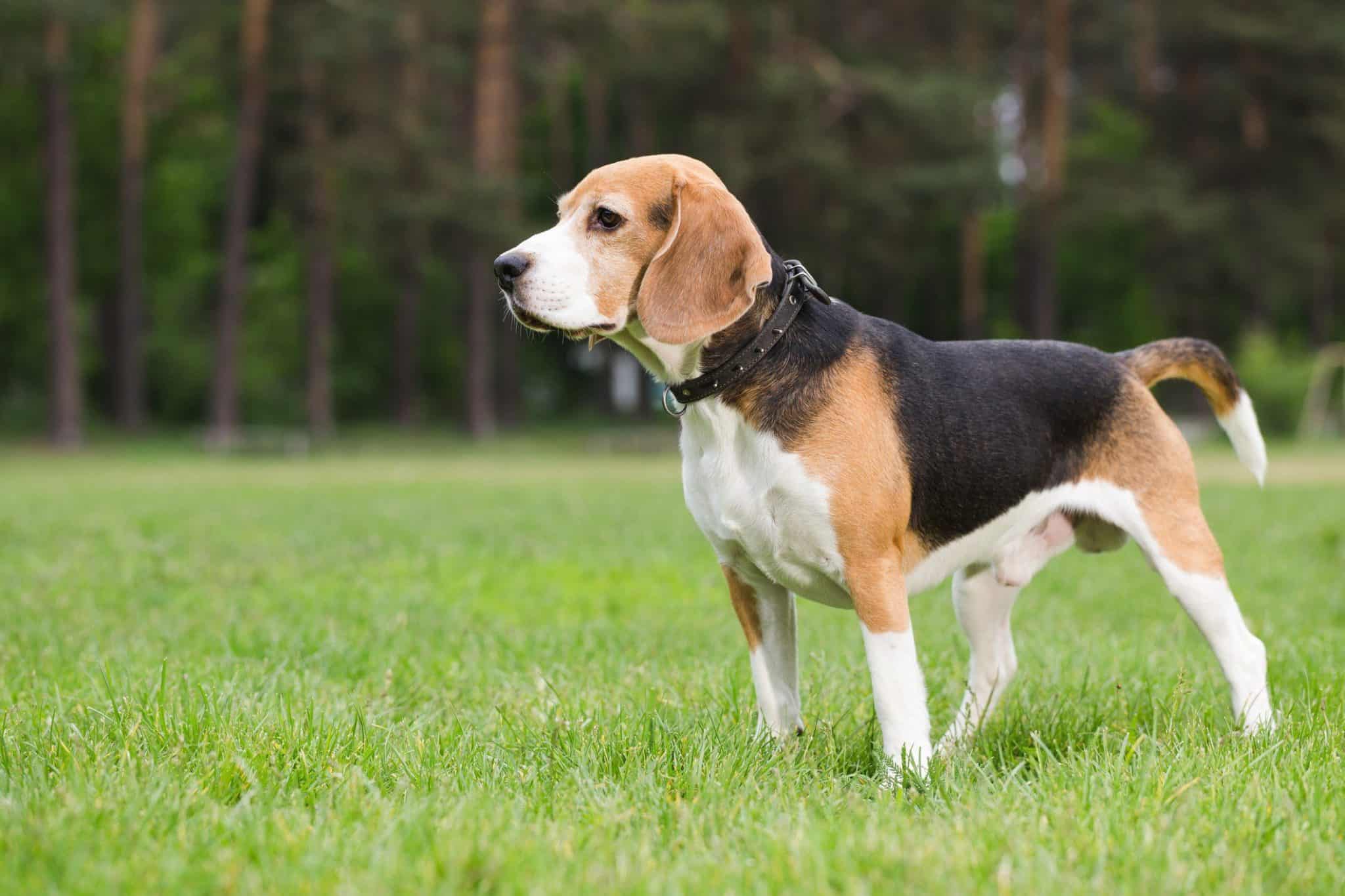 beagle health tracker