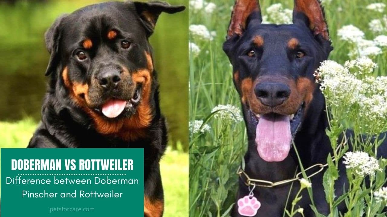 doberman double coat