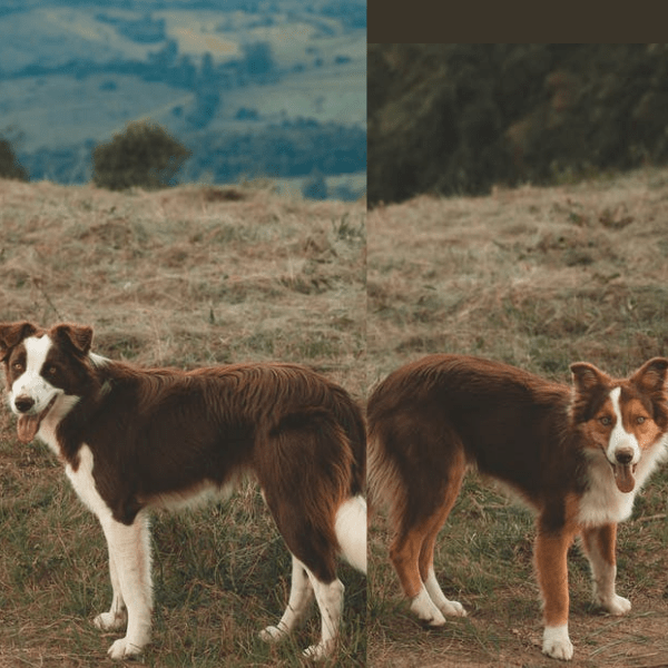 Why Do 2 Dogs Get Stuck When They Are Mating A weird reason