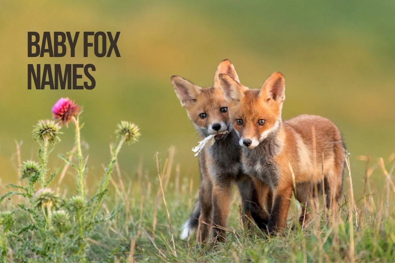 Fox names 100+ cute & unique names [male & female]