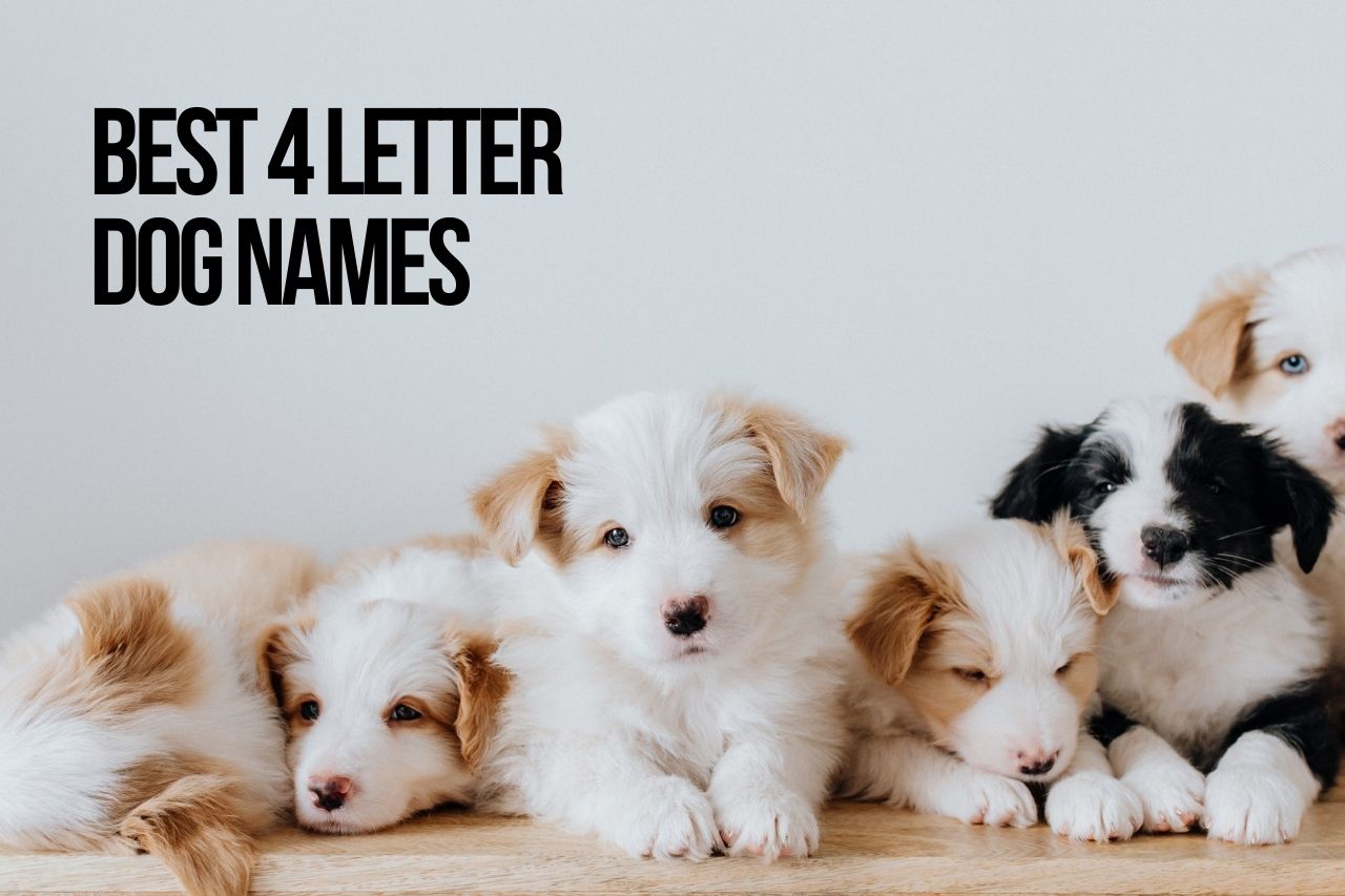 4 letter dog names 126+ short & cute ideas