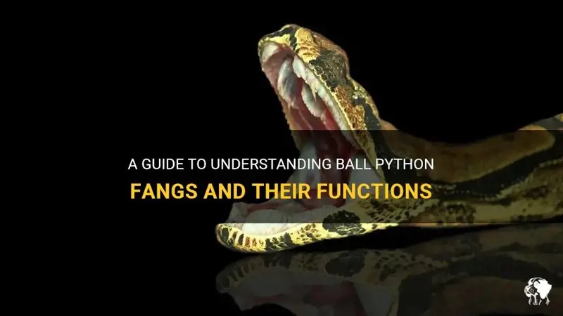A guide to understanding ball python fangs and their functions