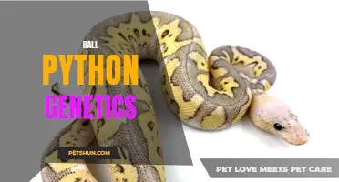 The origin of ball pythons: exploring their natural habitat and evolutionary history