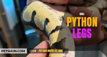 Understanding the anatomy of a ball python: a complete guide