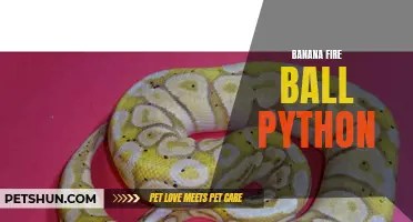 The truth about ball pythons: are they really dangerous?