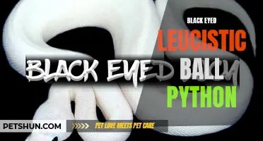 Understanding the anatomy of a ball python: a complete guide