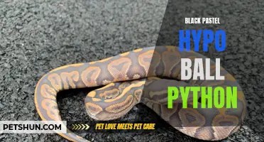 Understanding the anatomy of a ball python: a complete guide