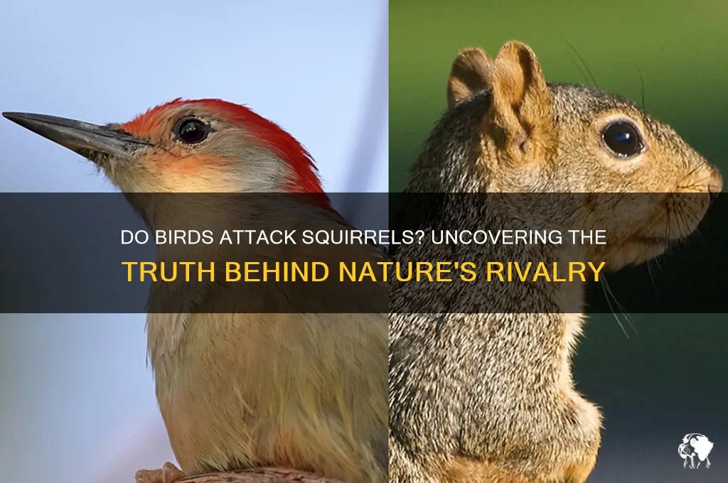 Do birds attack squirrels? uncovering the truth behind nature's rivalry