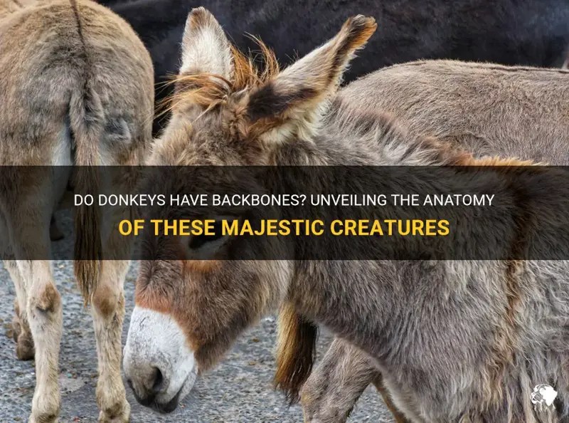 Do donkeys have backbones? unveiling the anatomy of these majestic creatures