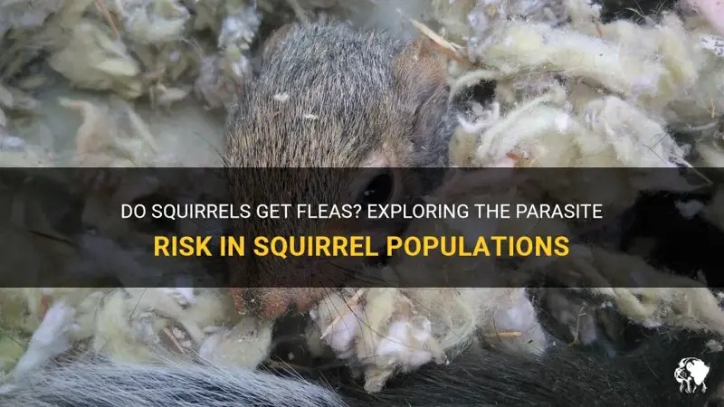 Do squirrels get fleas? exploring the parasite risk in squirrel