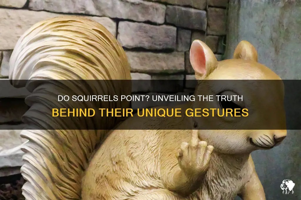 Do squirrels point? unveiling the truth behind their unique gestures