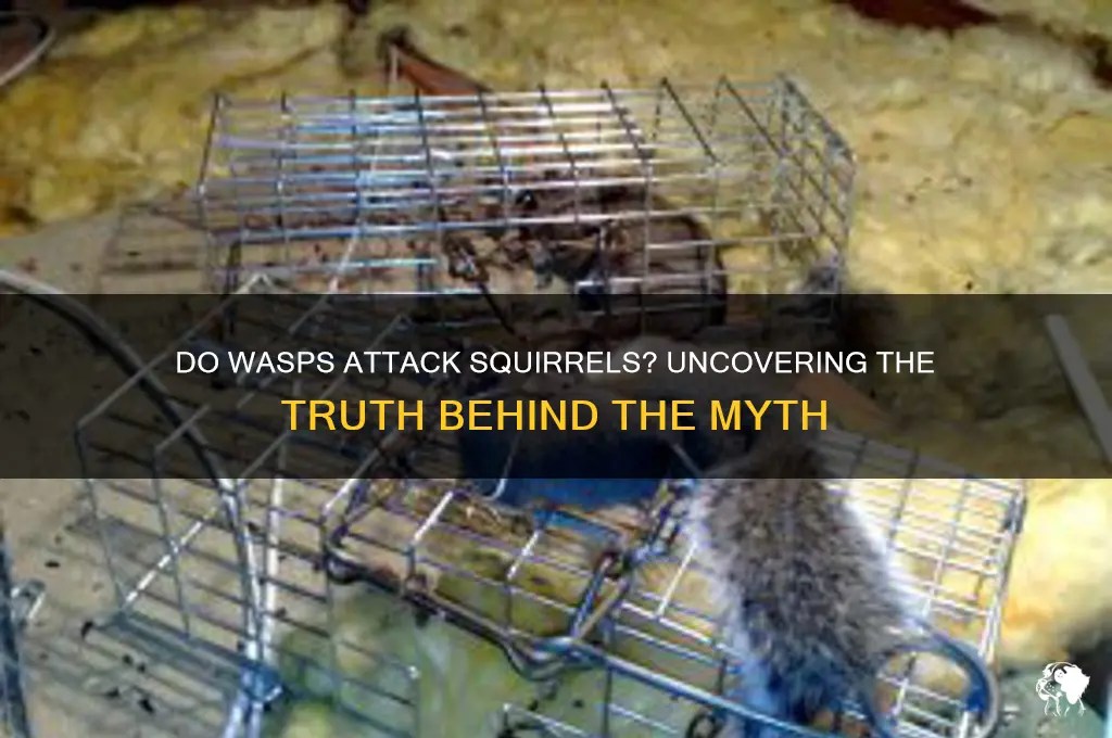 Do wasps attack squirrels? uncovering the truth behind the myth