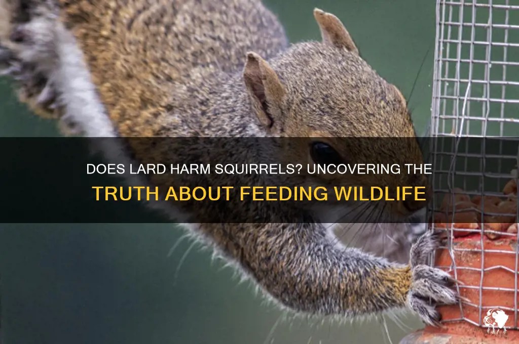 Does lard harm squirrels? uncovering the truth about feeding wildlife