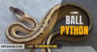 The fascinating world of ball python genetics: unlocking the secrets of color and pattern