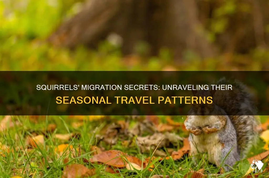 Squirrels' migration secrets: unraveling their seasonal travel patterns
