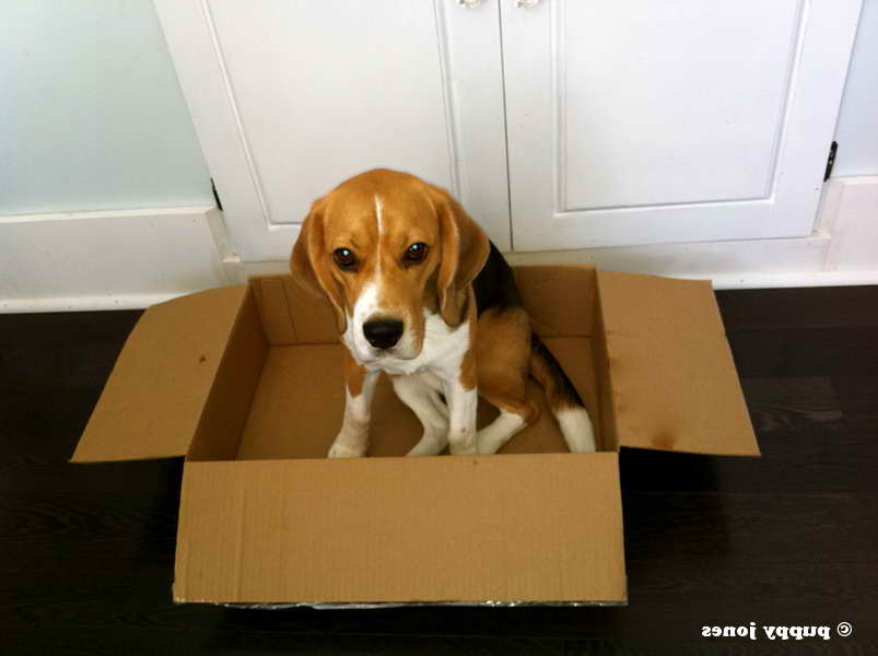 beagle box