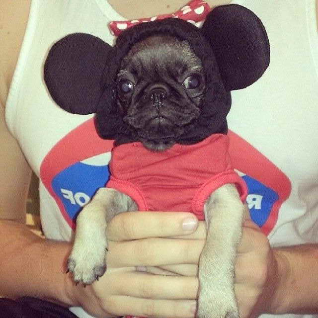 black pug stuff