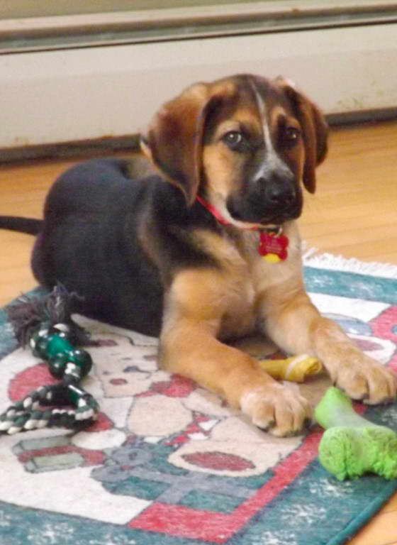 Labrador and German Shepherd Mix What is a Labrador and German Shepherd