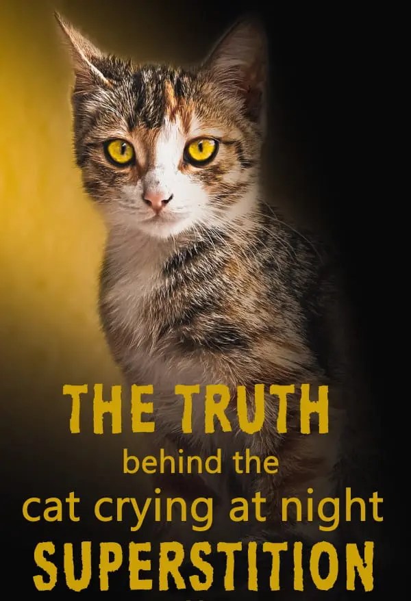 What Is The Cats Crying At Night Superstition The Pets Kb