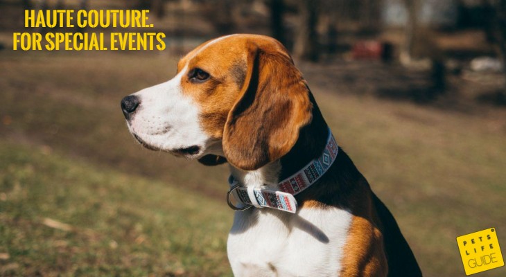 best training collar for beagles