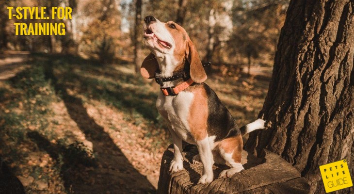 best training collar for beagles