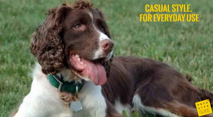 best collar for springer spaniel