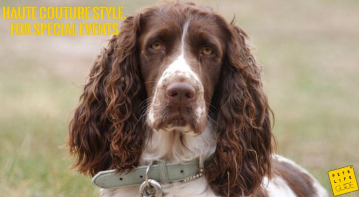 best collar for springer spaniel